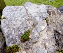 Rock with Crinoid Fossils at Twiston near Downham.