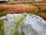 Cup-And-Ring Marked Rock at Rivock Edge.